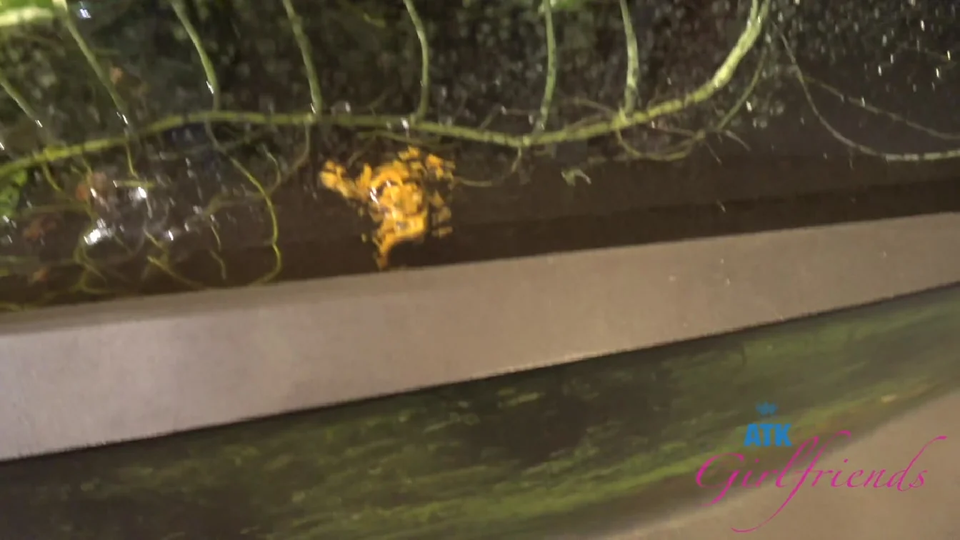 Violet Viper Aquarium 1 XXX